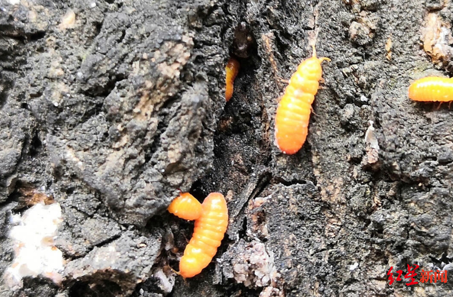 密集恐惧症慎入!成都一街道几十颗树爬满小黄虫,怎么回事?