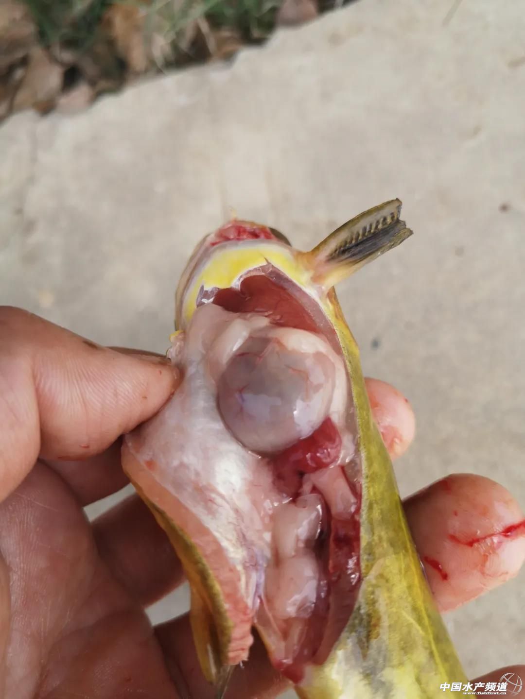 血症黄颡喝水"吊死"在水中严重个体,鳃丝内部可见气泡黄颡暴死死鱼
