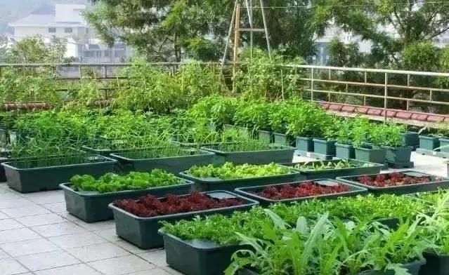 有一种菜园也叫花园——乡村庭院私家花园景观绿化翻新改造设计!