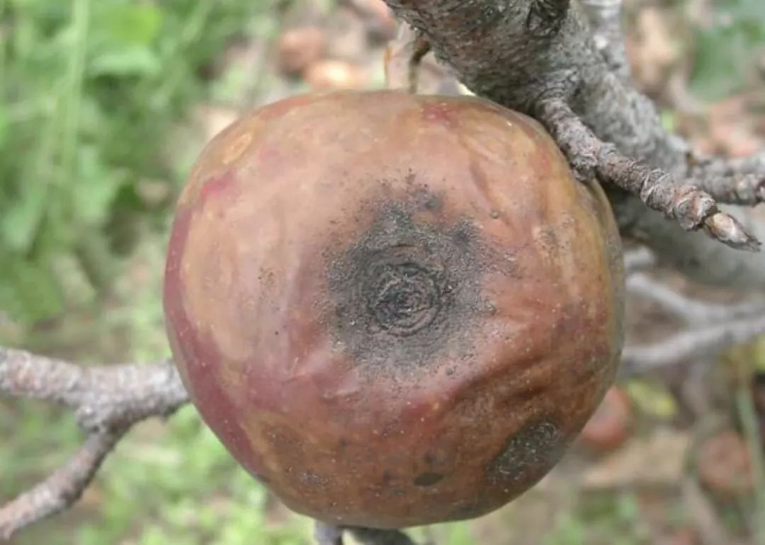 苹果病虫害梳理——病害篇