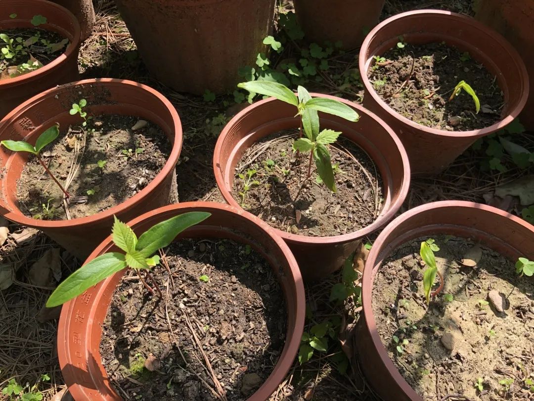 少见!这个两三百万年前的古老物种"醒"了!