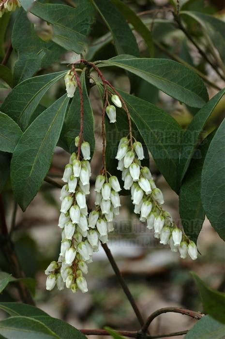 马醉木,见过吗?有剧毒,主治疥疮