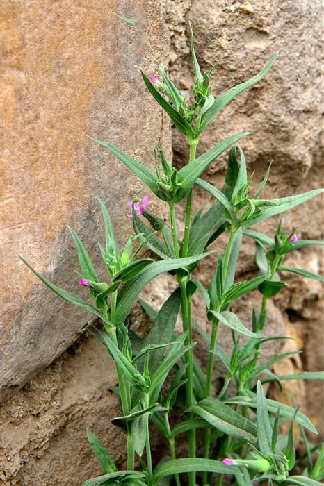 性味功效《全国中草药汇编》苦,凉.清热凉血,止血调经.