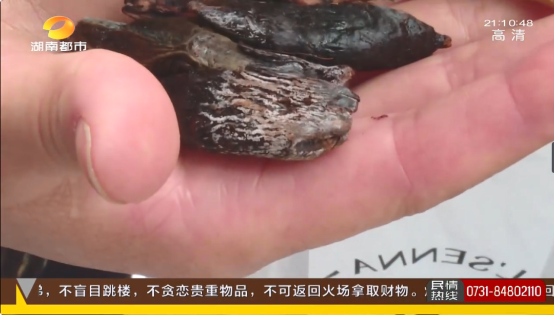 新品槟榔疑似"发霉" ?当初宣传能防口腔癌,如今代理只想退款!