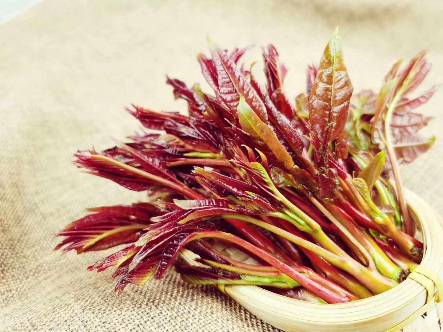 168元一斤的头茬平谷峪口顶级"贡椿" 一周内脱销