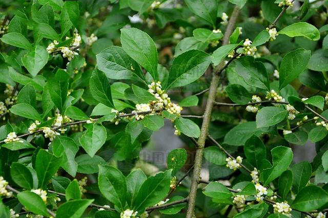 满树星来源产地为冬青科植物满树星的根皮或叶.
