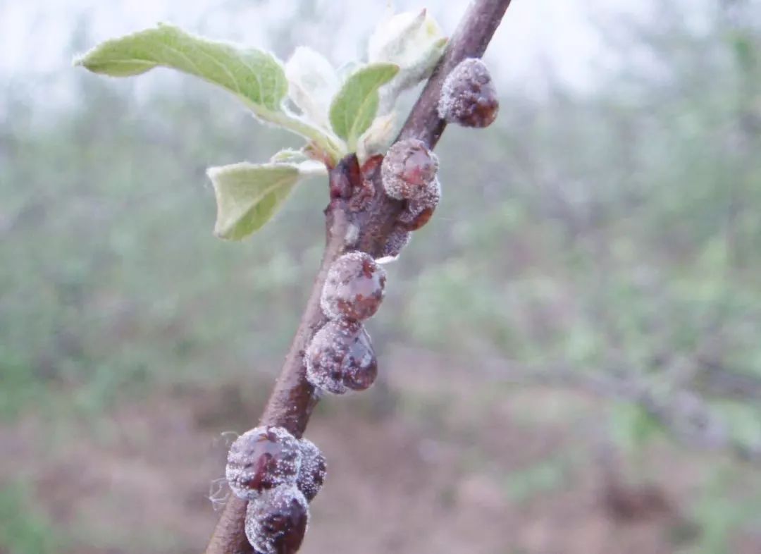 苹果病虫害梳理虫害篇