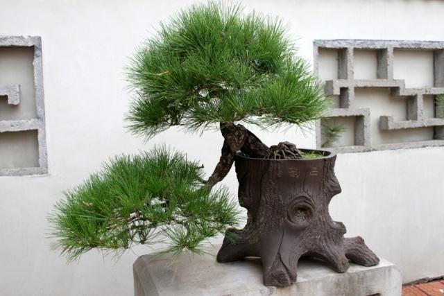 这4种树养成盆景能散发出淡淡香味养在家里格局大