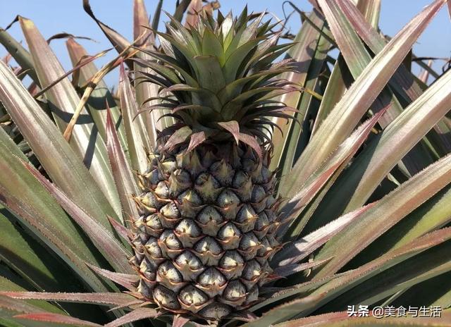 这种凤梨够甜不涩口不用浸盐水真的跟普通菠萝不一样