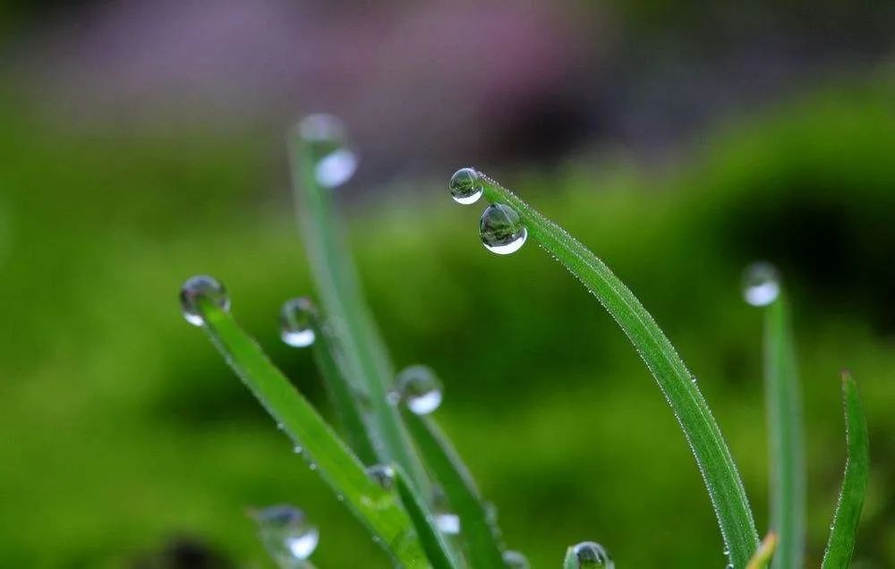 今日谷雨全国普降甘霖雨生百谷美好如初
