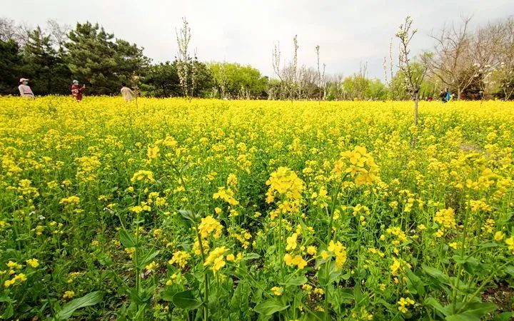 北京这片油菜花海竟变成了这样!种植者:心疼死了
