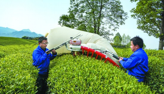 近年来,随着茶叶种植规模的不断扩大,茶园都在推广采茶专用机器,降低