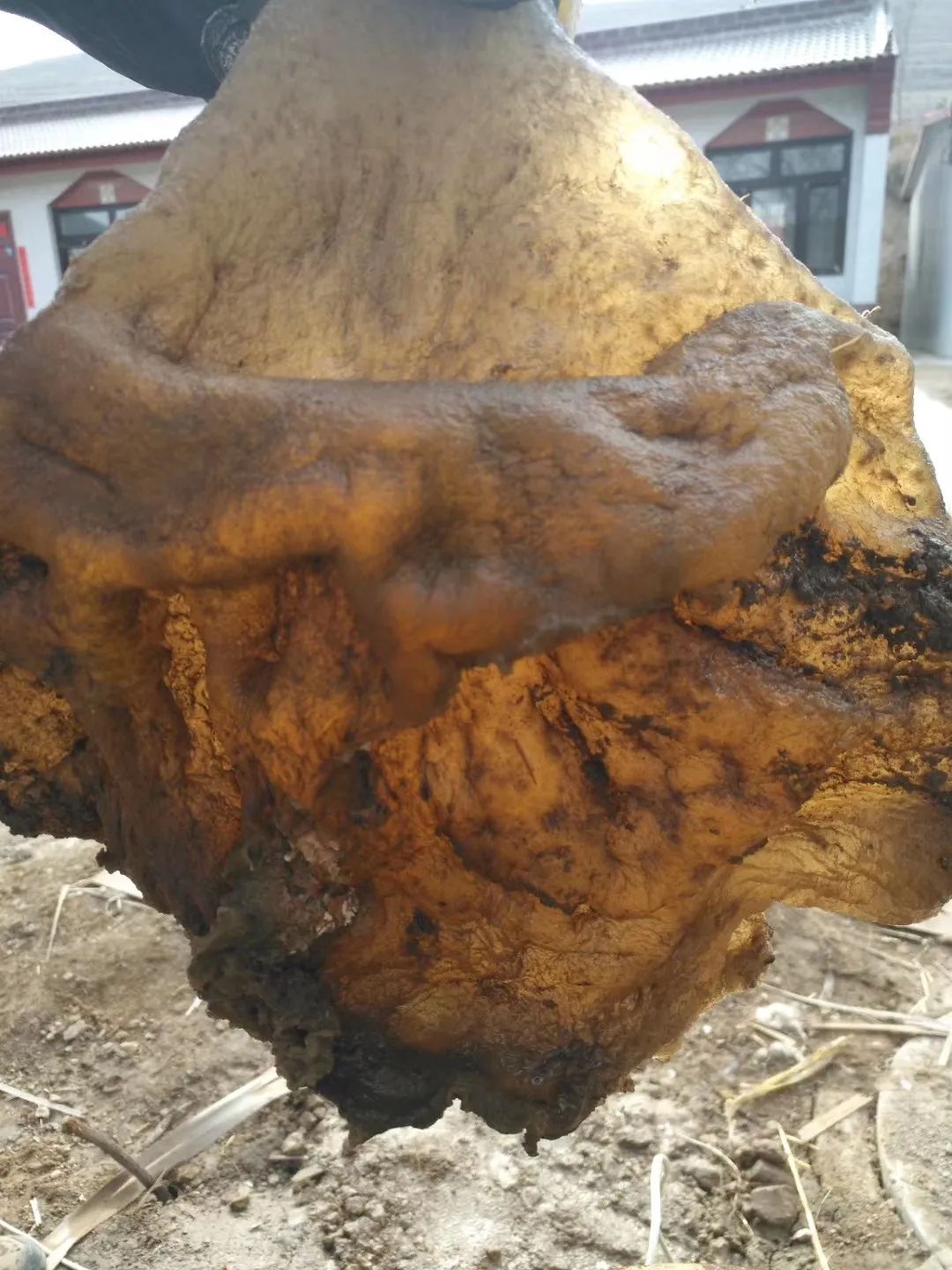 【拍客】有人在西吉震湖边挖出不明物体,附近村民称之为"太岁"