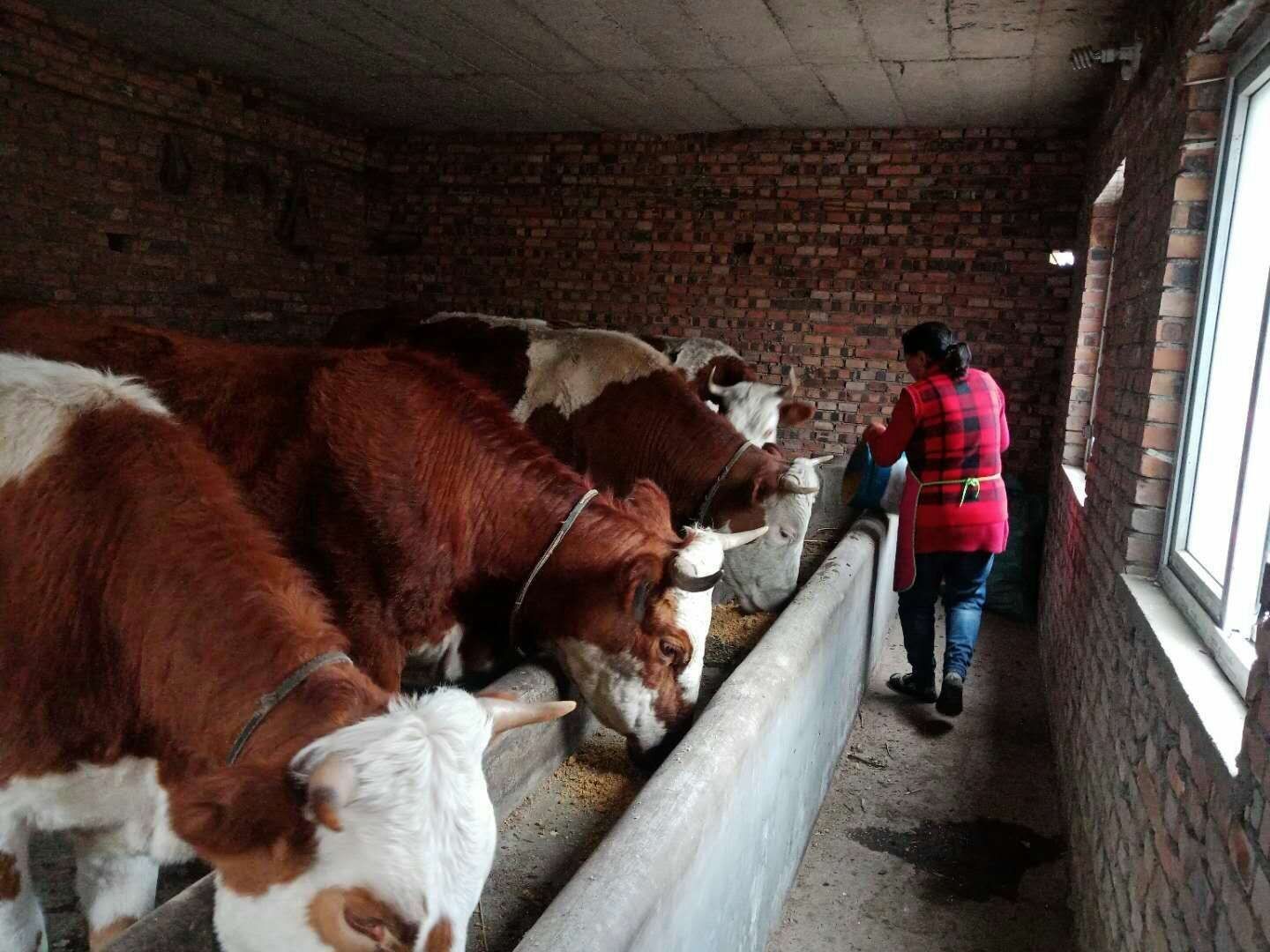 胡俊娥:脱贫致富奔小康不歇脚