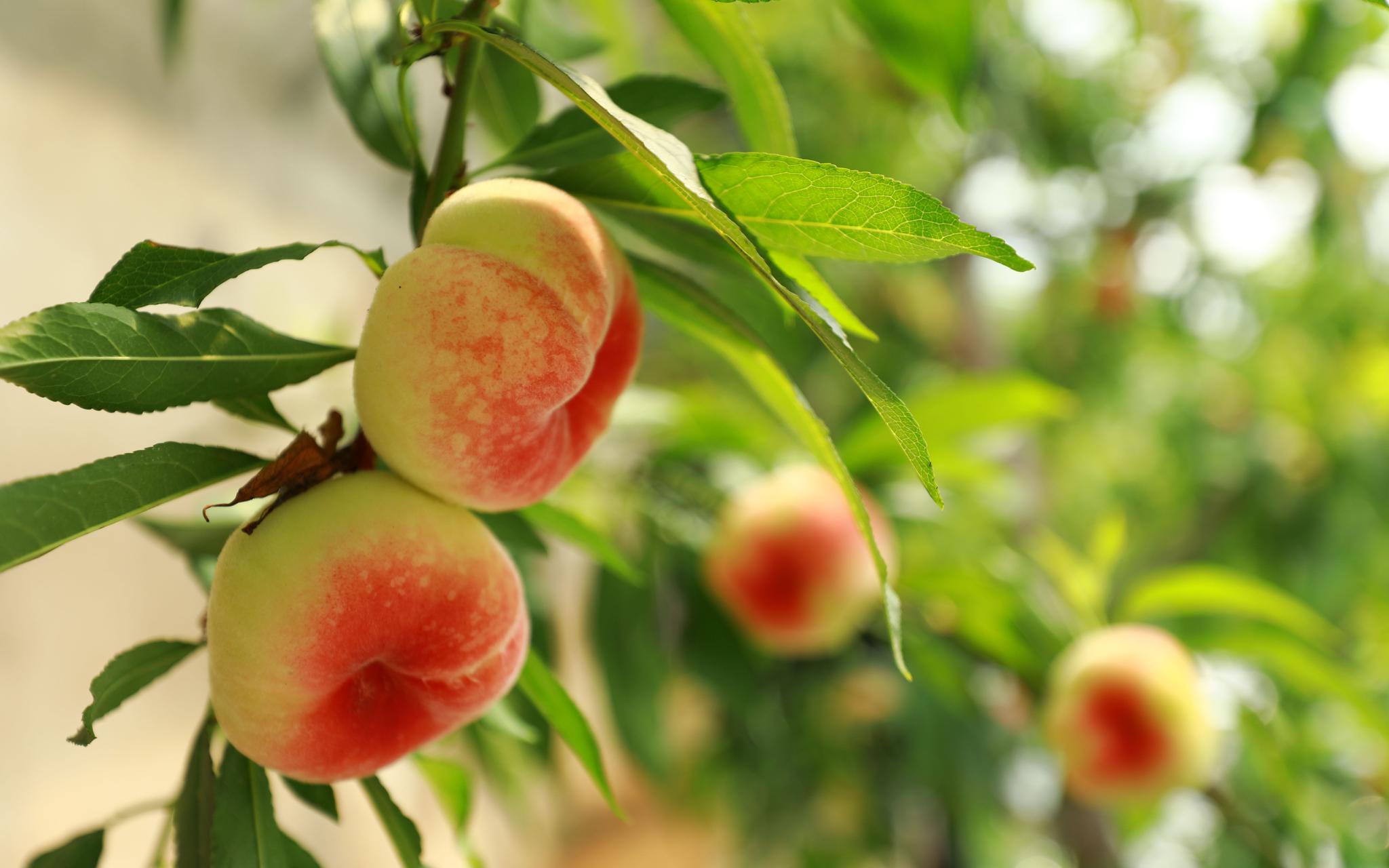 平谷蟠桃提前20天成熟 崔家庄村推出线上订单预售模式