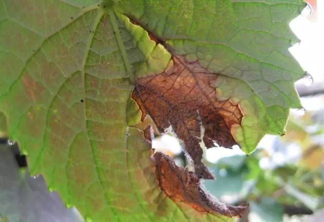 葡萄酱油叶是什么原因引起的?慢性肥害了解一下!|酱油|叶缘|病斑_新浪