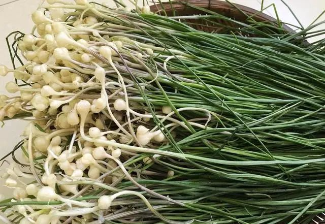 地软|野菜|小蒜_新浪新闻