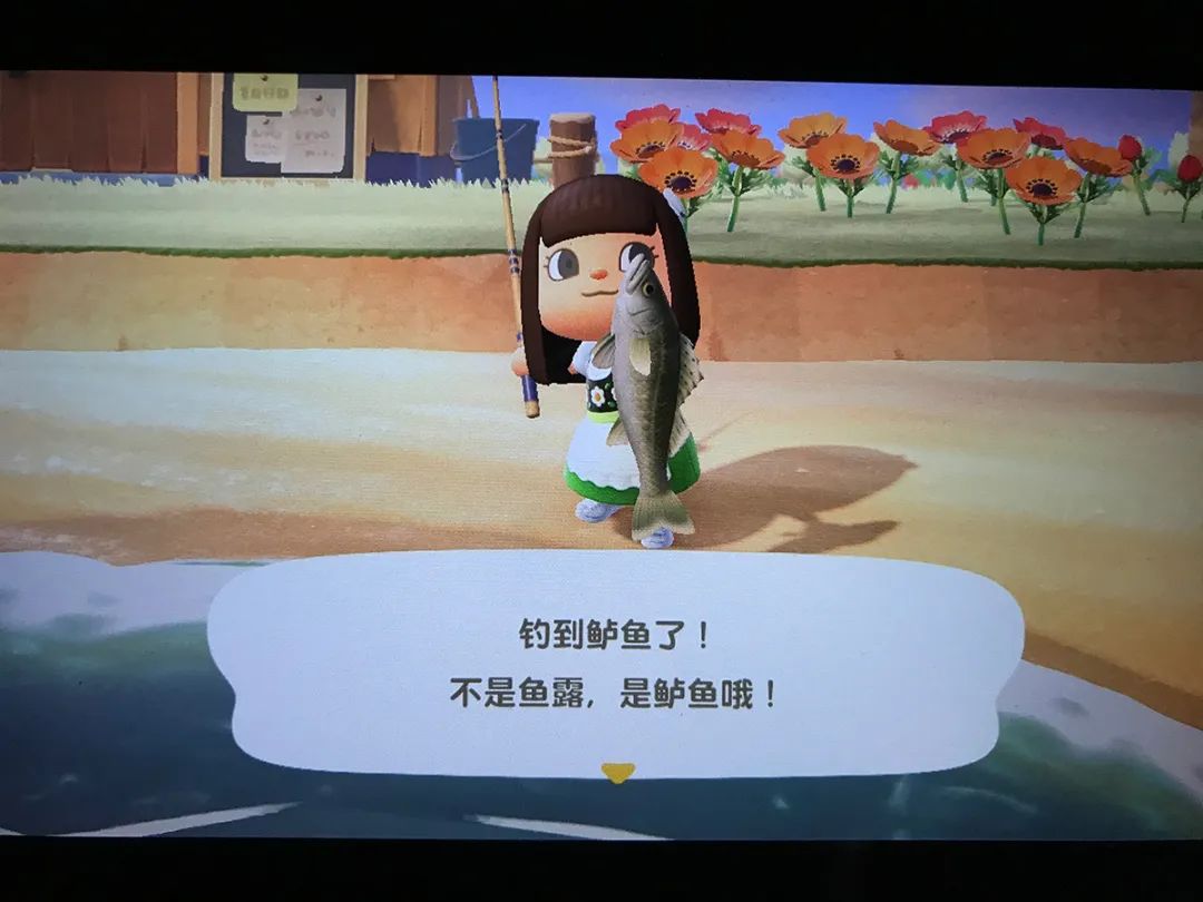 黑鲈鱼究竟有几厘米鲈鱼会不会在4月变更多动森的这些设定是魔鬼吗