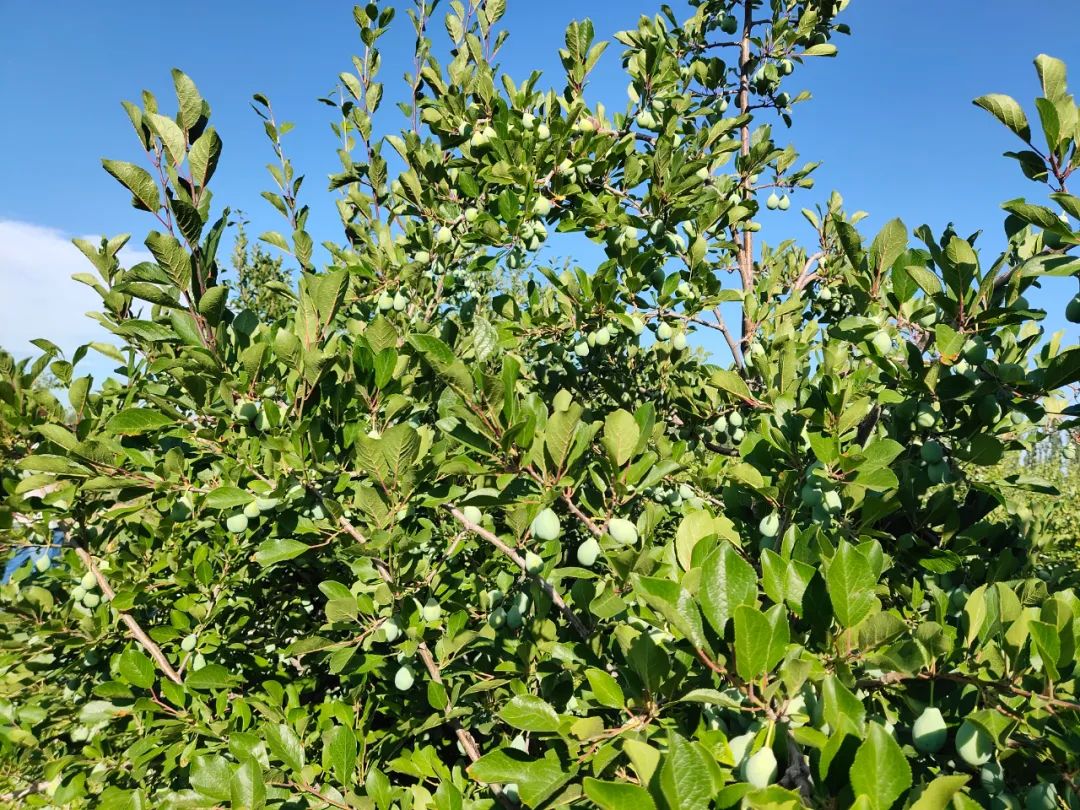 比车厘子更甜,价格却只有它的1/3,智利这个神仙果子太好吃了!