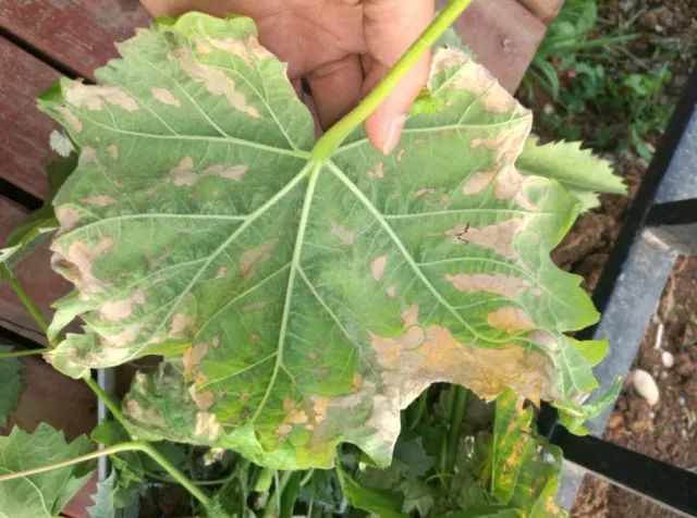 葡萄酱油叶是什么原因引起的?慢性肥害了解一下!