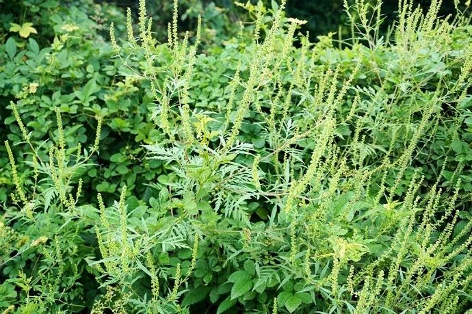 图源@载几了解了这种植物的特性之后,大家就知道,如果这次的豚草事件