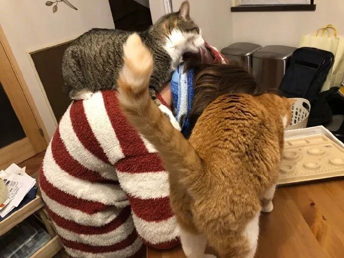 一推主分享在家远程办公时的场景,这沉甸甸的爱,受不住啊!