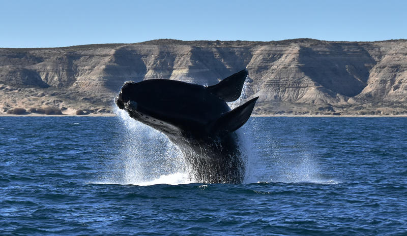  2019年2月4日，阿根廷，一头南露脊鲸跃出海面 © Santiago Salimbeni / Greenpeace