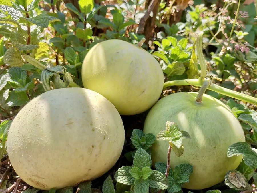 它被称作瓜届小甜心,香甜可口,清爽多汁,怎么吃都不腻!