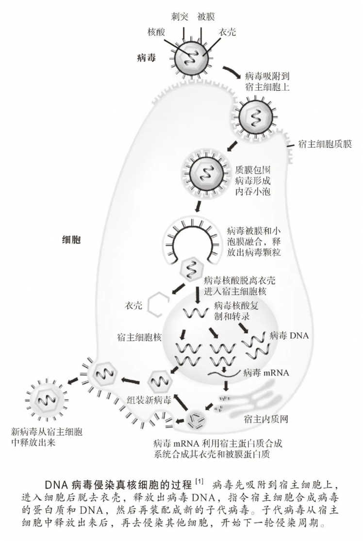 病毒与人类爱恨交织的协同进化关系