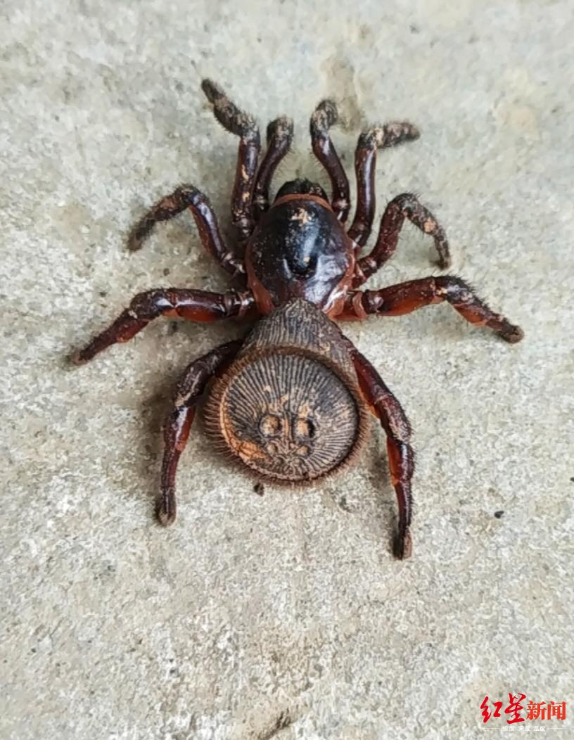 时隔20年,四川雅安"蛛圆章"再出没! 专家:有少量毒性|博物馆_新浪新闻