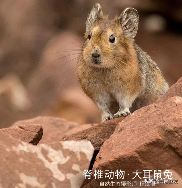 【生物多样性百科】软体动物宁波短沟蜷:随波逐流的小螺