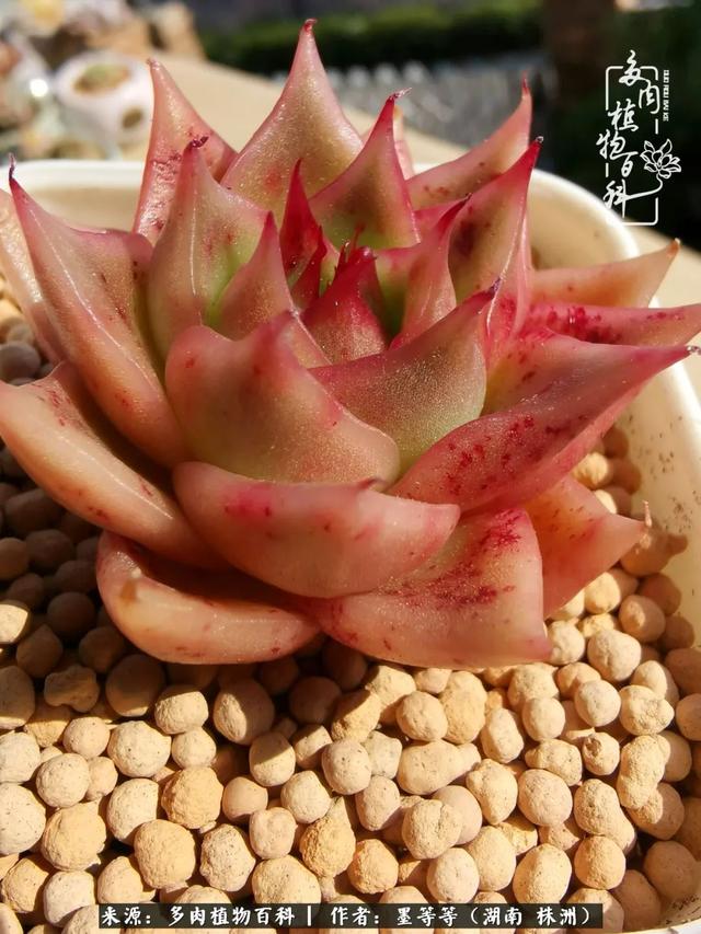 多肉岁时记 你如此可爱 叫我如何不爱你 多肉植物 紫晶 可爱 新浪新闻