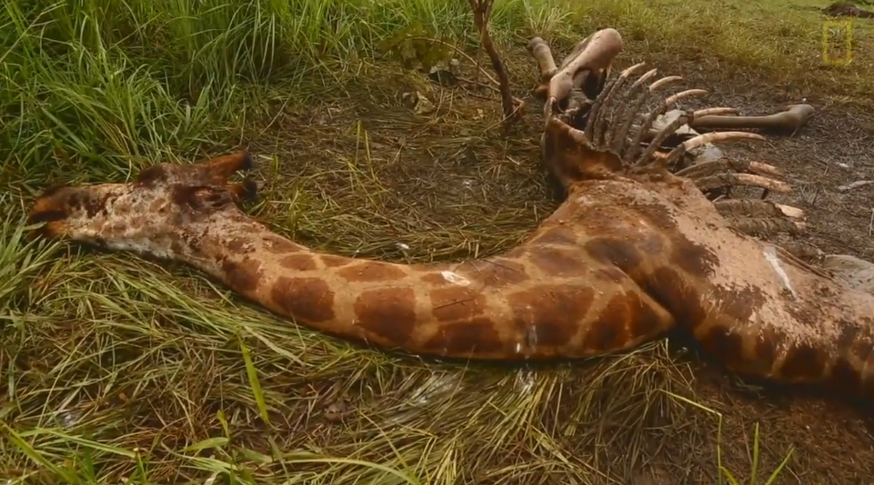 全世界仅剩最后一只肯尼亚珍稀白色长颈鹿惨遭猎杀留下孤独的幸存者求