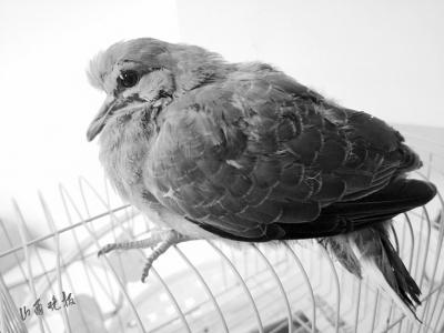 太原市民捡到斑鸠幼鸟 林业部门领回放飞东山山西新闻网 2020-04-20