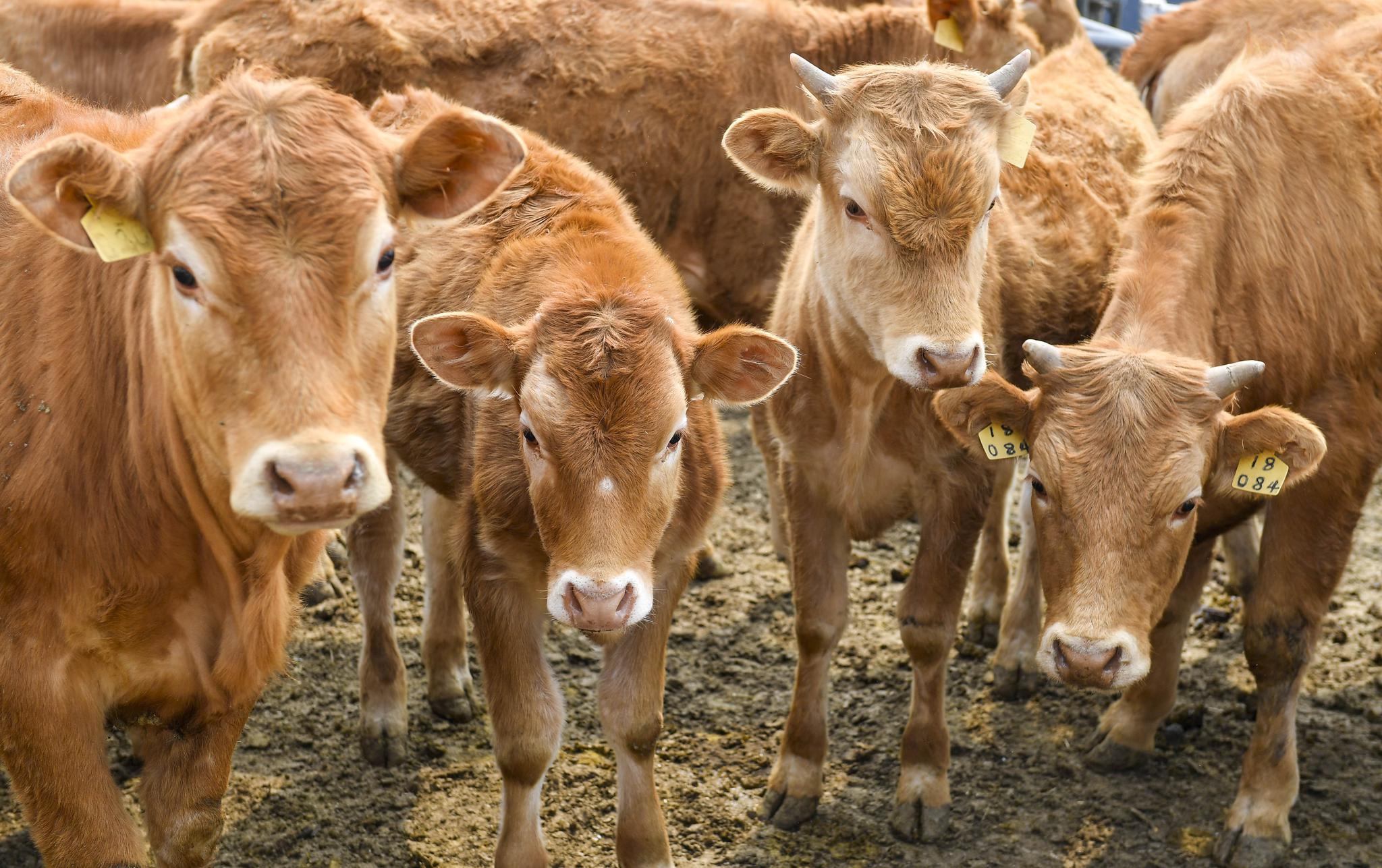 延边纪事|"黄牛"变"快牛"