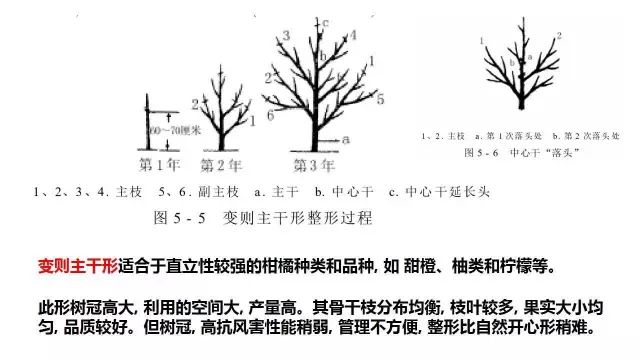 柑橘树形全剖析