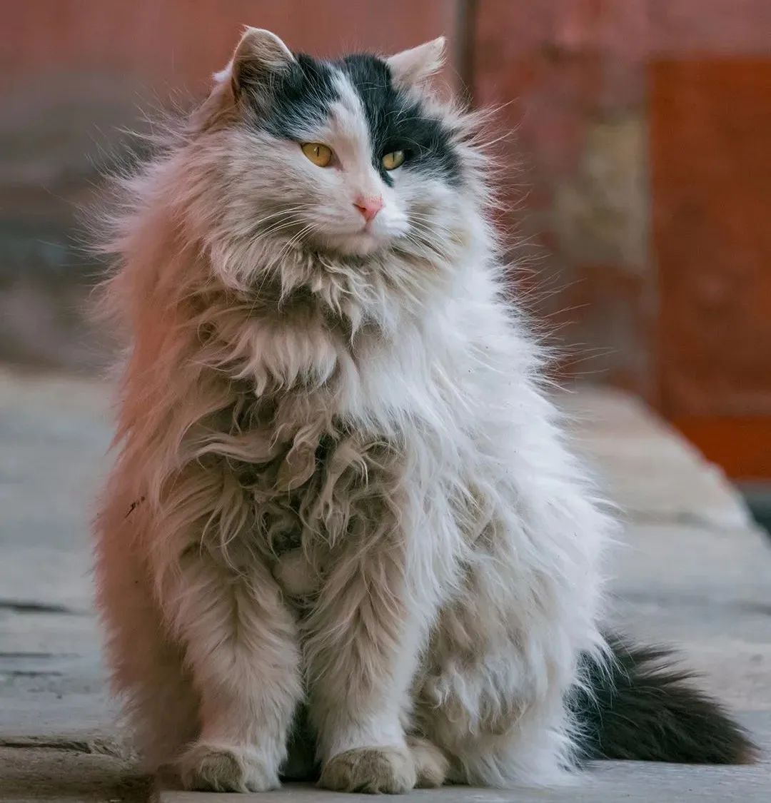 继承老佛爷13亿遗产的猫,又双叒叕火了!