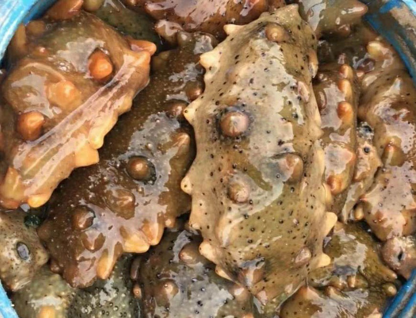 长海海参,产自位于北纬39度的大连市长海县.