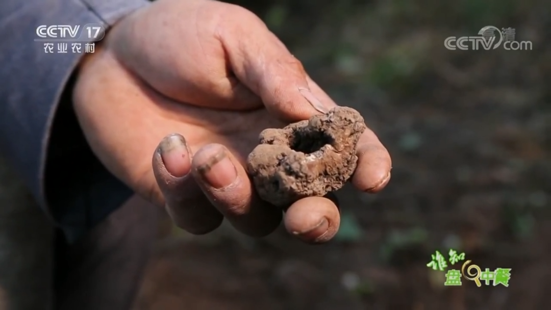 贫困县靠"土疙瘩"成功脱贫