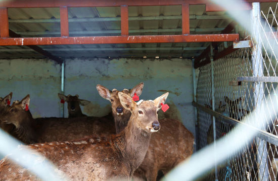 内蒙古80后小伙儿返乡创业生财有鹿