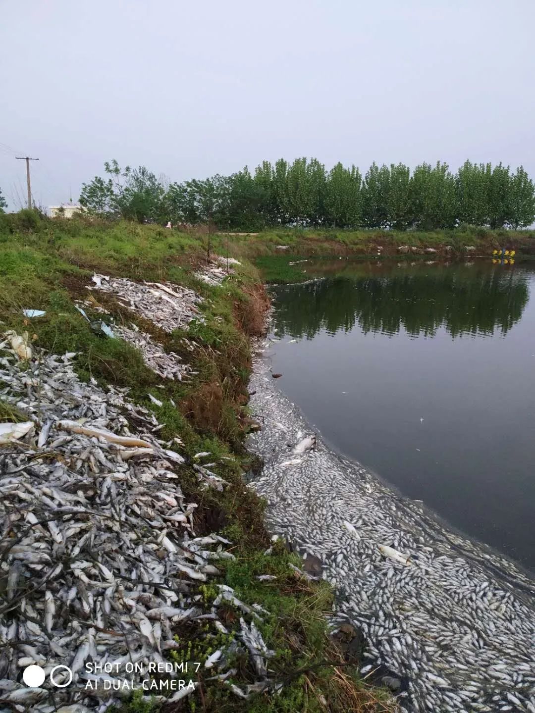 正文  "4月18日早晨发现两塘黄颡鱼全部死亡,一条不剩,凶手应该是在4