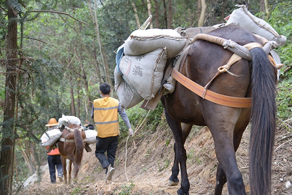 为防止马匹走失,罗金亮会在每匹马的脖子上系上一个铃铛