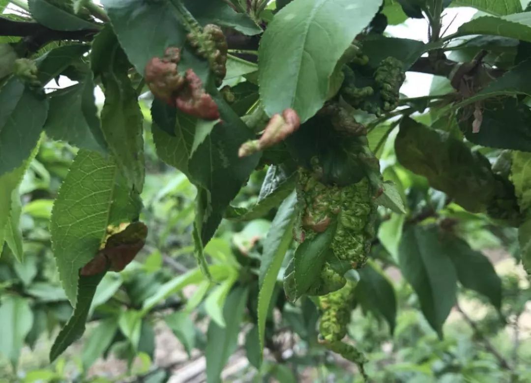 桃树缩叶病已进入高发期
