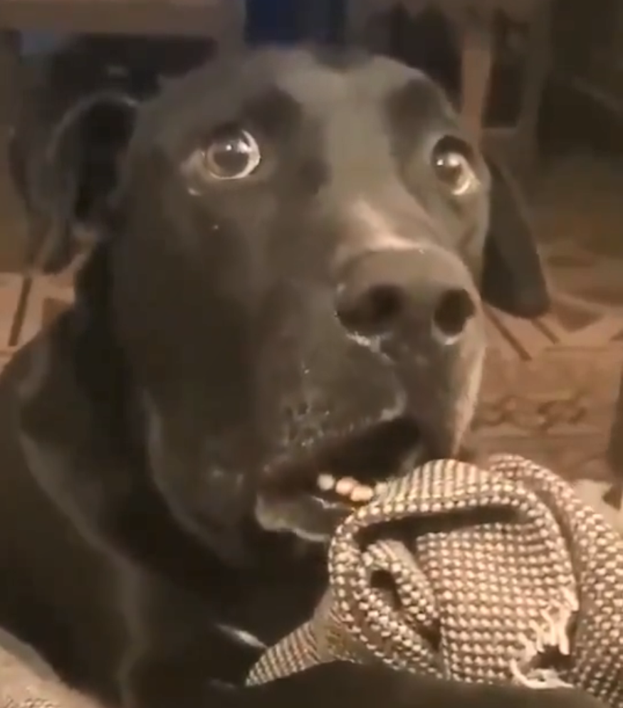 谁来翻译下铲屎官说了啥,狗狗整个汪都被吓傻掉了!