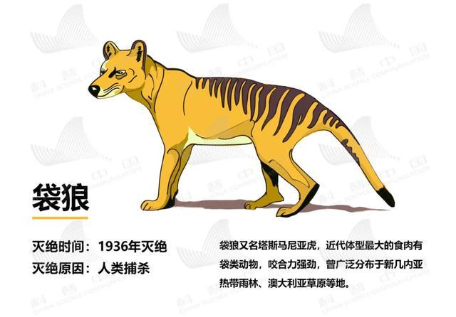 今天的头条,只想留给ta们……|袋狼|淡水|新冠肺炎_新浪新闻