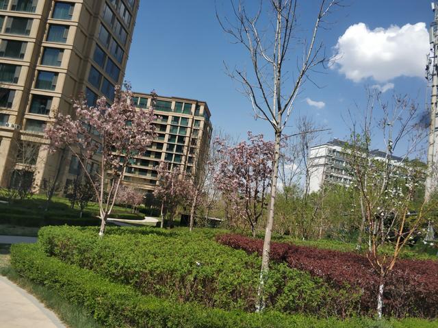 乌鲁木齐这个小区绿化颜值爆表走在小区犹如走在春天的油画里