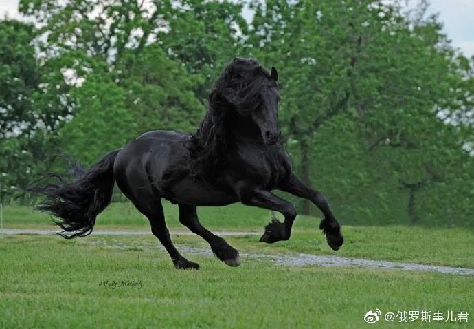 好俊逸的一匹黑马!我的天,恋爱的感觉!