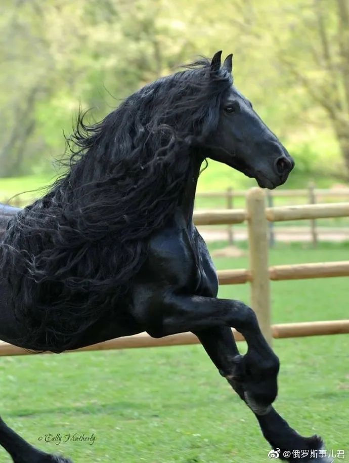 好俊逸的一匹黑马!我的天,恋爱的感觉!