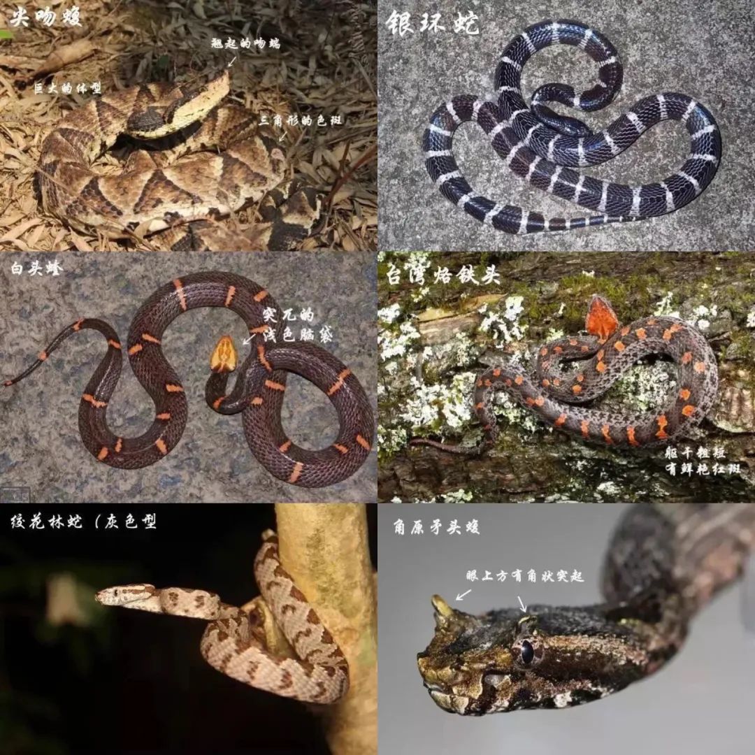 蝮蛇有几种品种图片图片