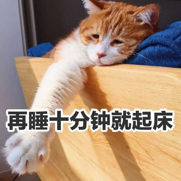 猫说:睡什么睡,起来嗨!